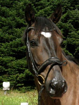 Dansk Varmblod Caruso (SOLGT)  - Smukke <3 Fotodag billede 2