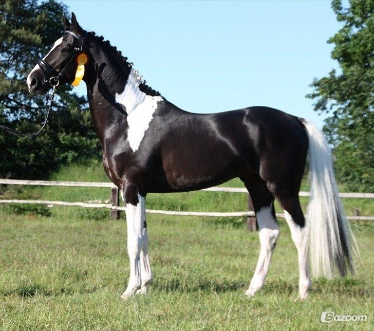 Pinto Hoelgaard´s Don Chirico - Chirico´s far  billede 12