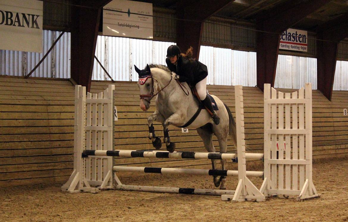 Holstener Fruerholm's Adonis *For Evigt Elsket <3* - Stævne i Ladelund - 70cm :) billede 14