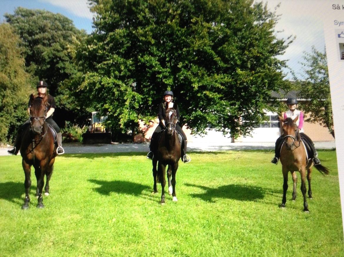 Dansk Varmblod Puma min elskede <3 himmelhest R.IP - Før ridetur billede 12