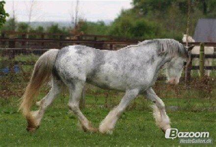Irish Cob Rosaria billede 6