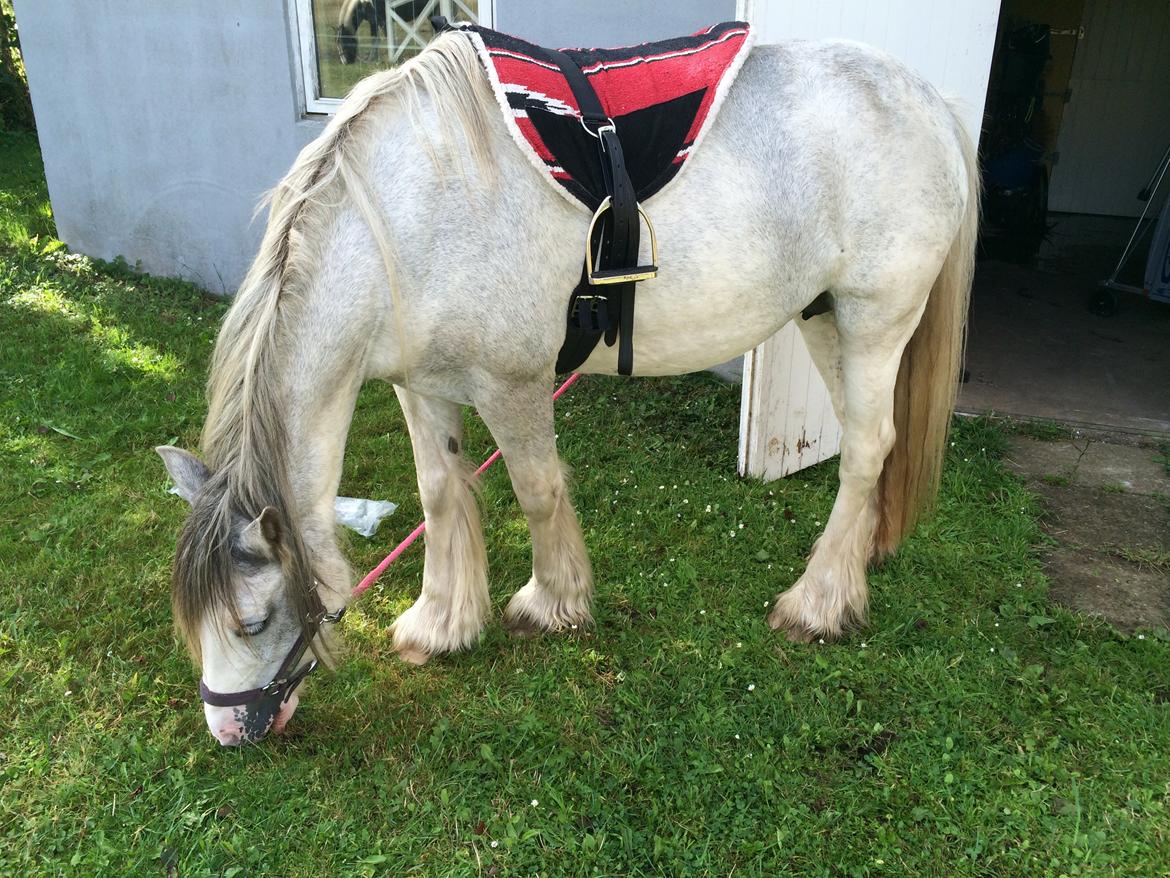 Irish Cob Rosaria billede 10