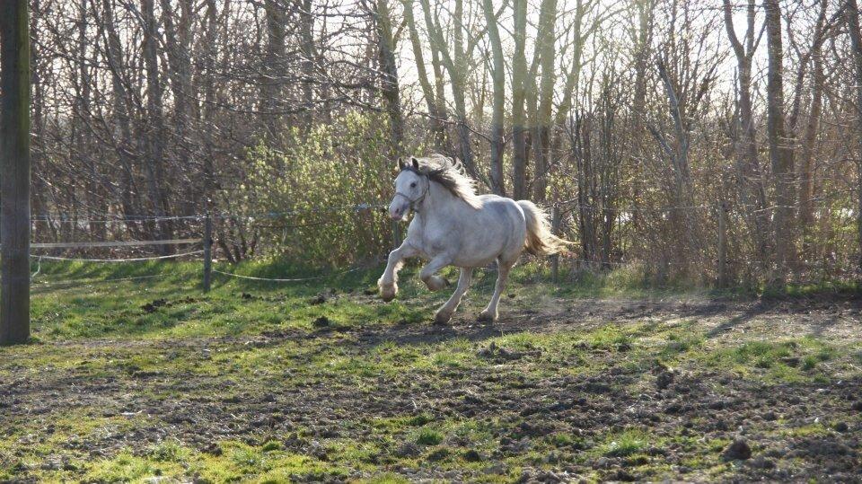 Irish Cob Rosaria billede 12