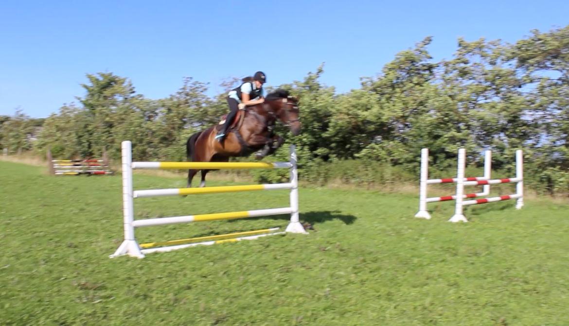 Anden særlig race Pondus - Flyvende over 130 cm! <3 billede 3