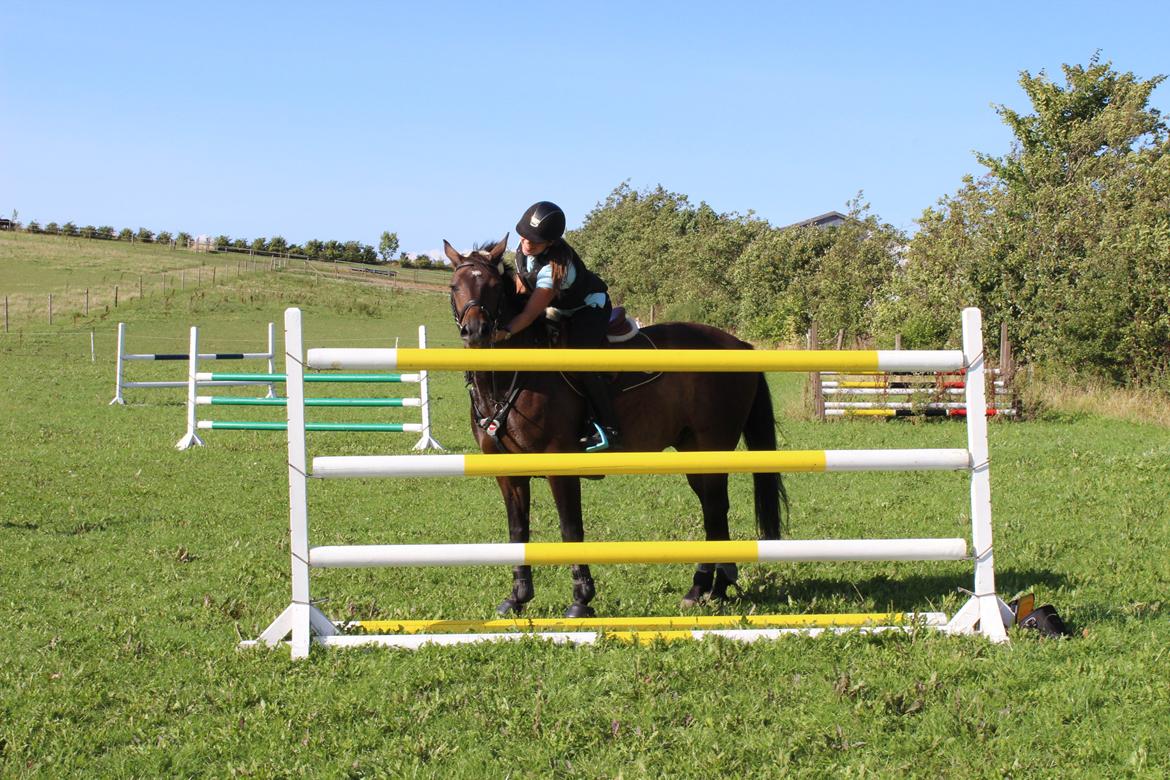 Anden særlig race Pondus - Efter at have sprunget 140 cm billede 8