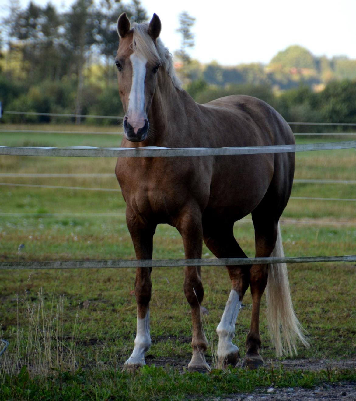 Palomino Nivea Stauslykke - Hygger på folden - august 2014 billede 2