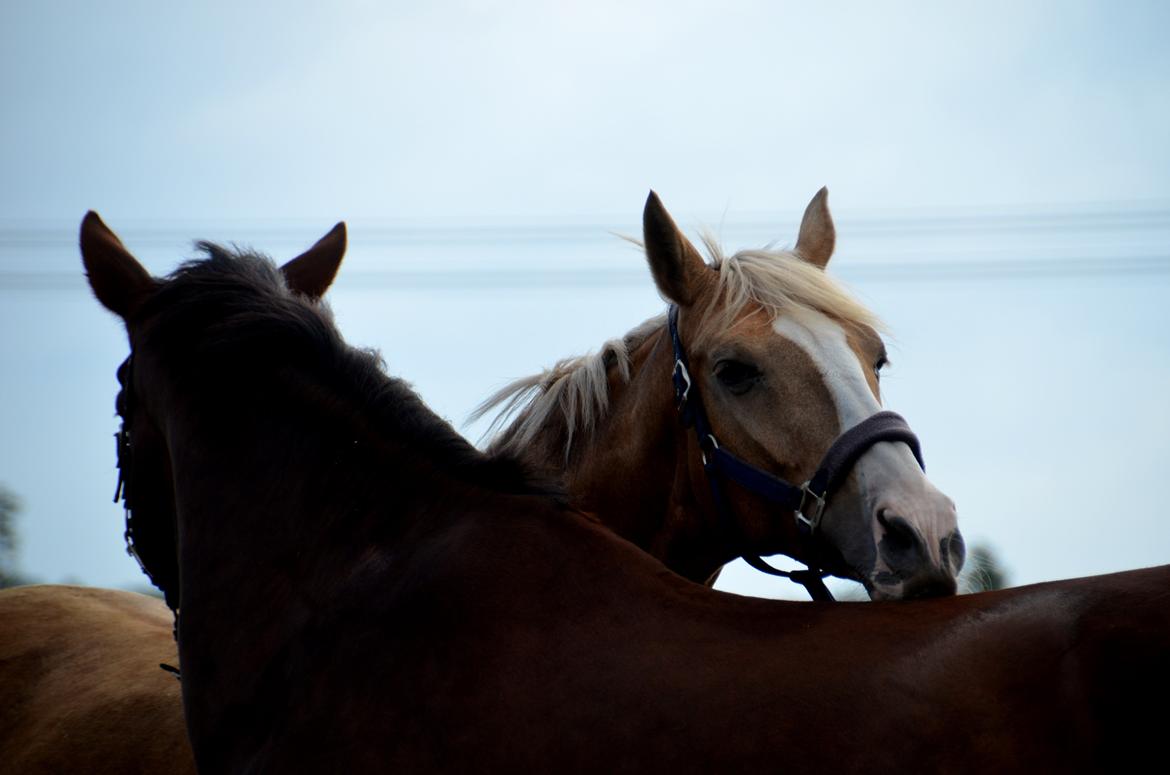 Palomino Nivea Stauslykke - Hygger med Delle! billede 14