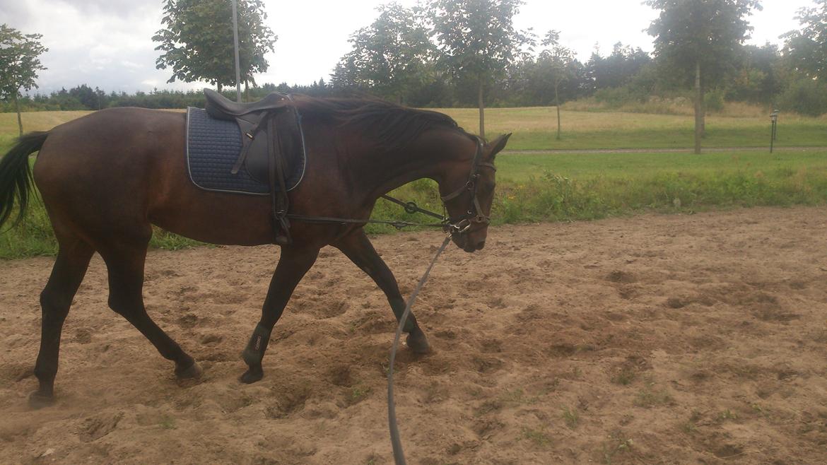 Pinto Randrupmølles Billie May billede 5