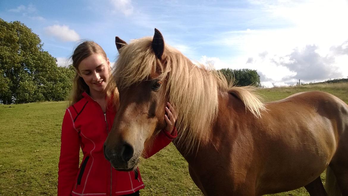 Islænder Amor fra Ravnhøjgård billede 2