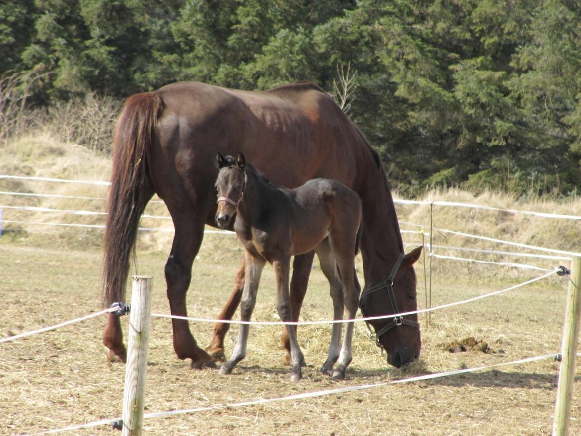 Dansk Varmblod Sherly Skovbo - solgt  billede 3