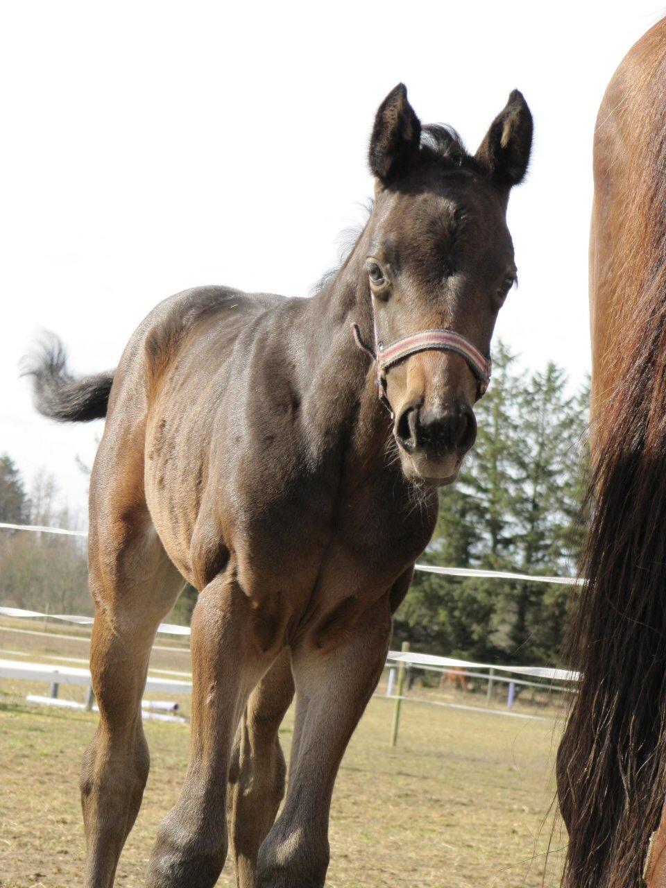 Dansk Varmblod Sherly Skovbo - solgt  billede 4
