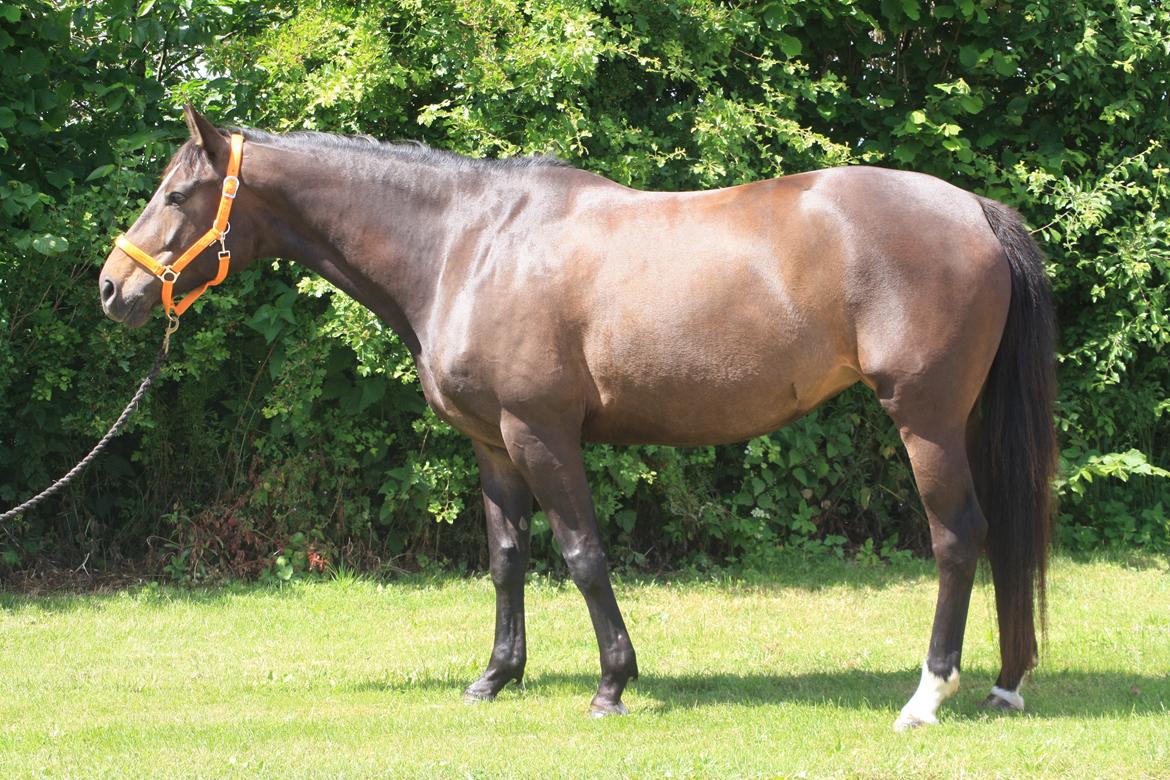 Trakehner Beautyful Diva - Opstilningsbilled - 12 Juni 2014 - Fotograf: Sille Sejer billede 3