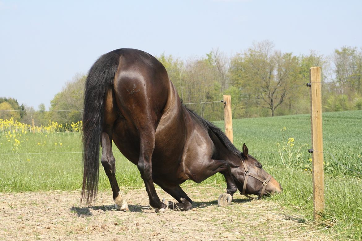 Trakehner Beautyful Diva - Det der med man forsøger at lære hesten at neje, og den så træner det på fold... xD - Marts 2014 - Fotograf: Mig billede 11