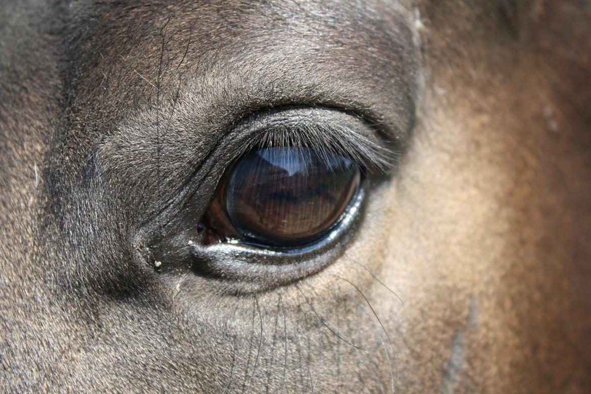 Trakehner Beautyful Diva - Trust <3 - Marts 2014 - Fotograf: Mig billede 12