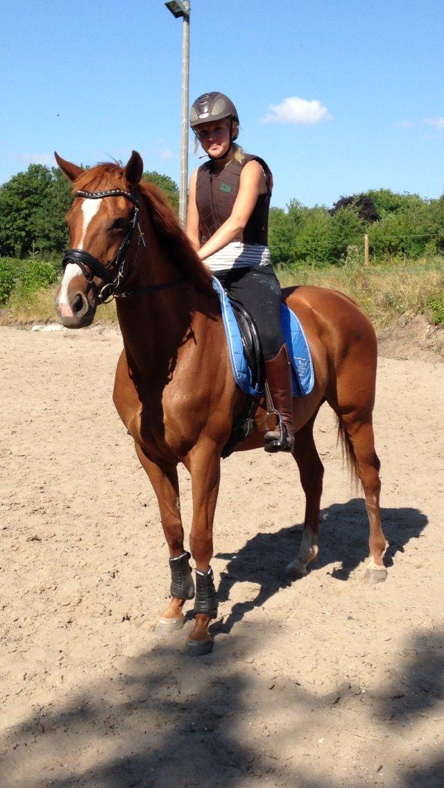 Fuldblod (XX) Macho Dancer (Ire) billede 10