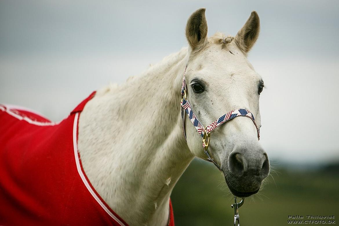 Anden særlig race Thestrupgaardens Kashmir Rex billede 2