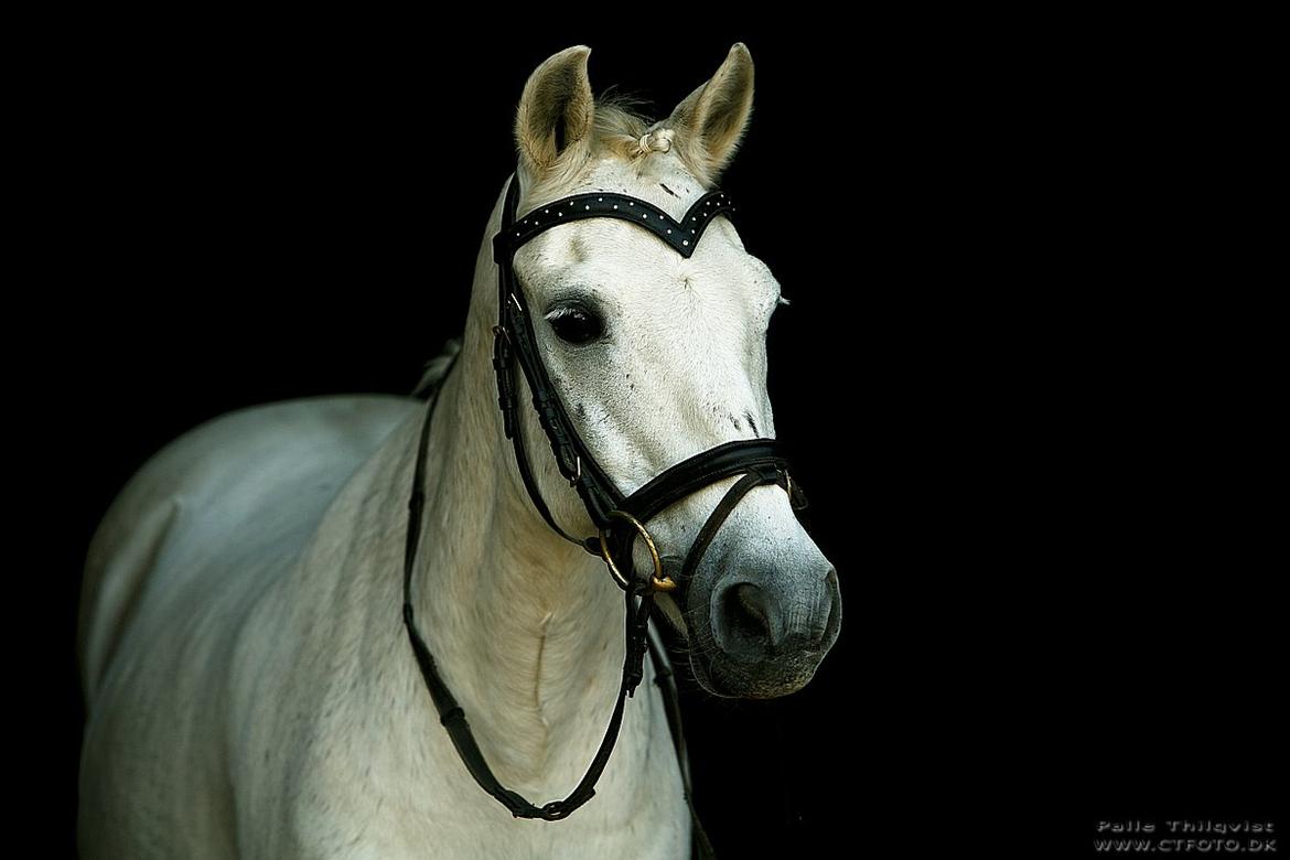 Anden særlig race Thestrupgaardens Kashmir Rex billede 9