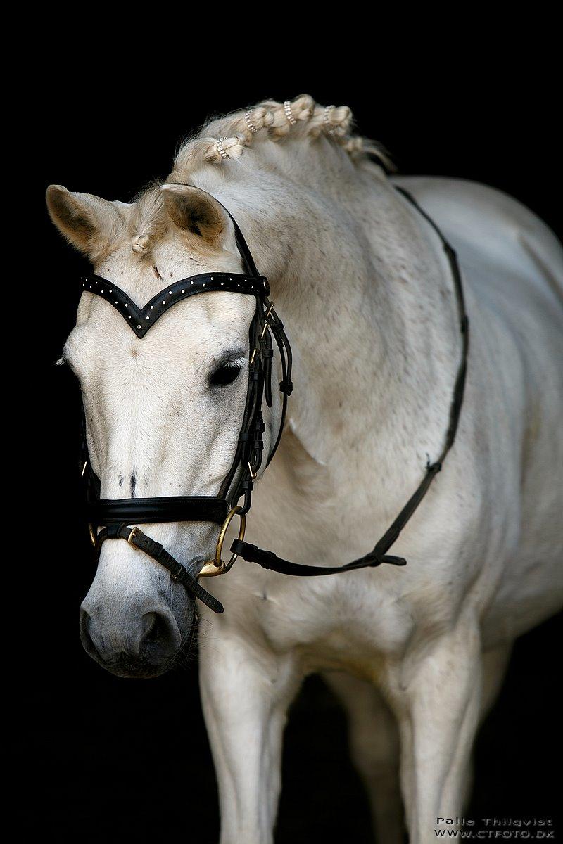 Anden særlig race Thestrupgaardens Kashmir Rex billede 10