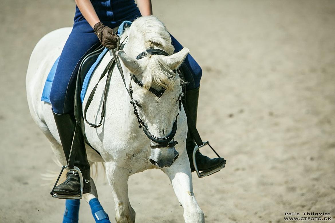 Anden særlig race Thestrupgaardens Kashmir Rex billede 12