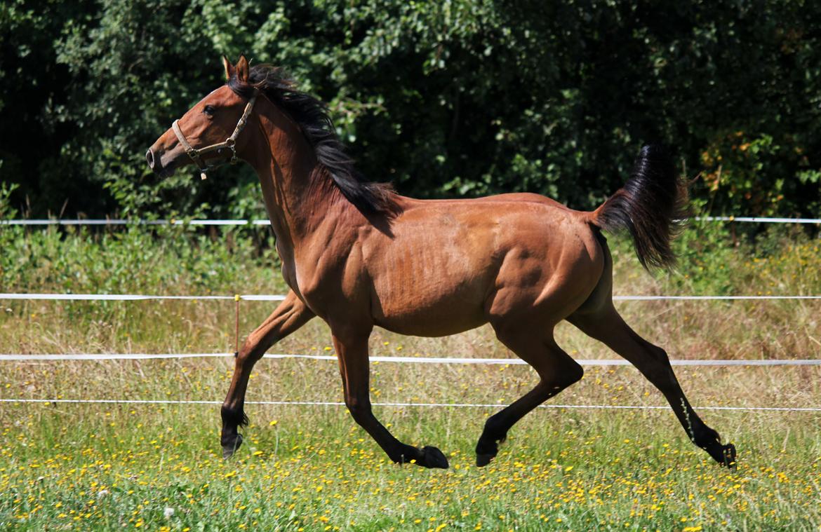 Dansk Varmblod Angel of music (SOLGT) *For evigt elsket <3* - NYT: Lækre Angel :) billede 34