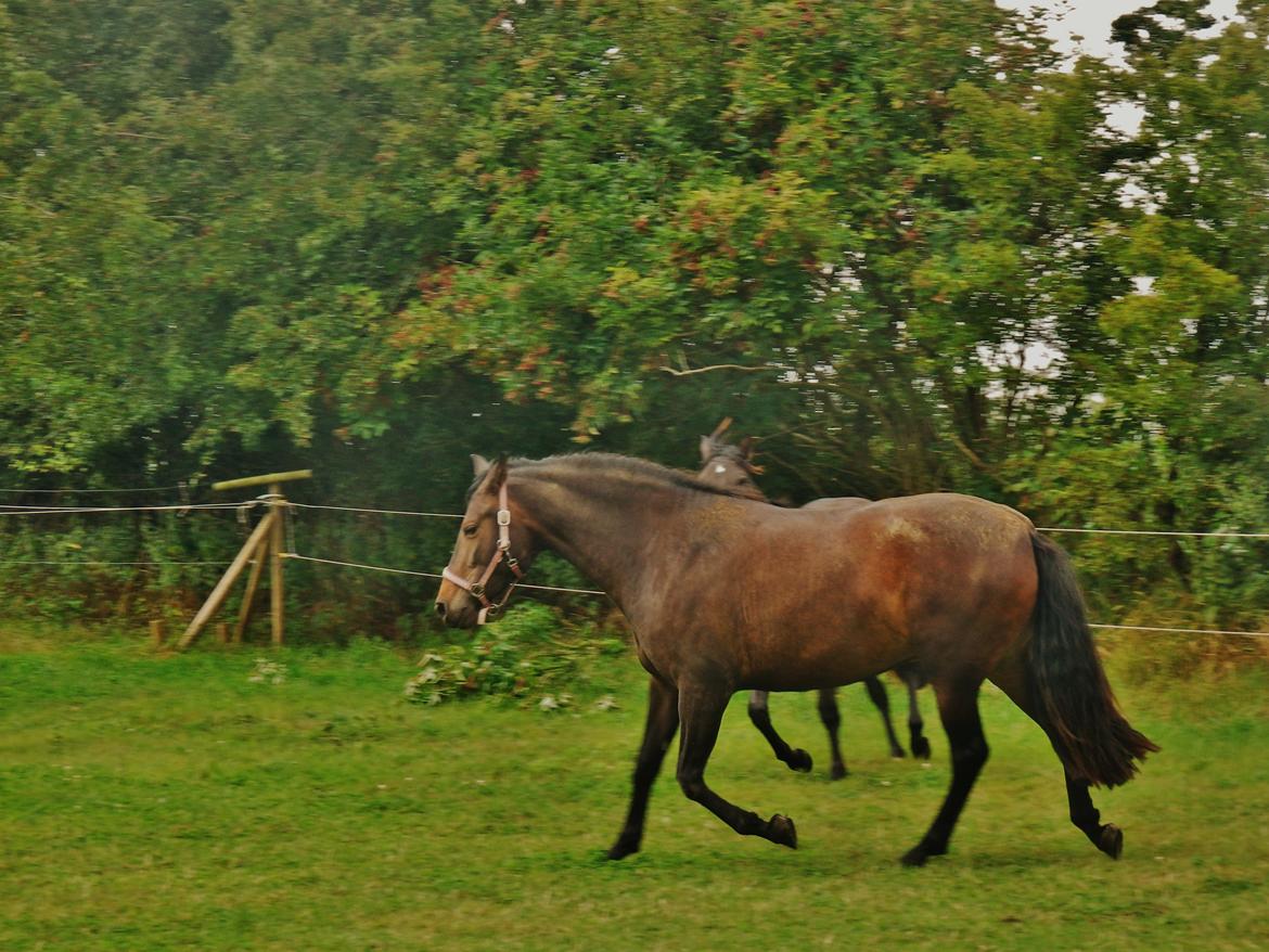 Pura Raza Española Stald Skou Hilda El Bayo, Solgt billede 49