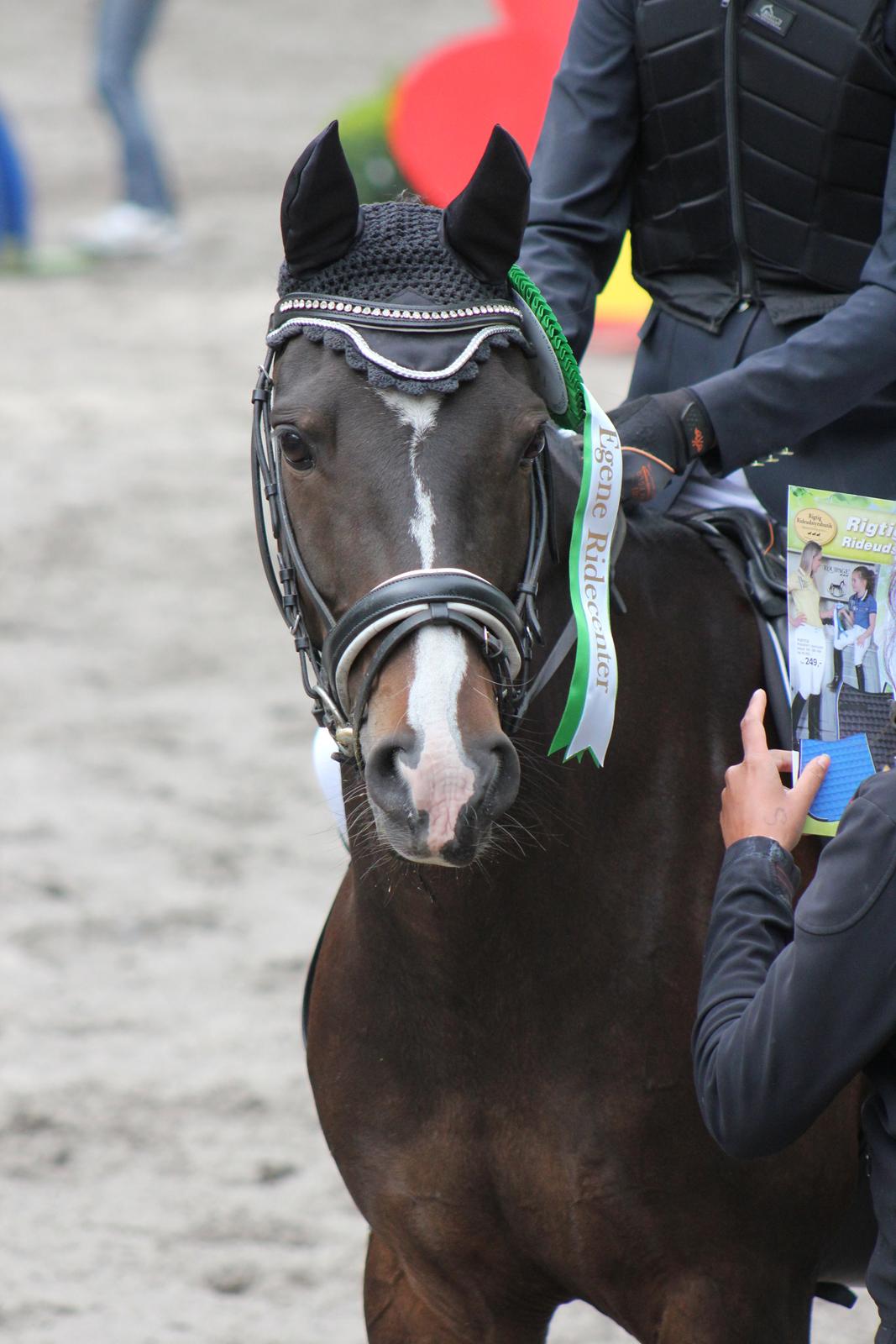 DSP Sebastian B-pony  billede 2