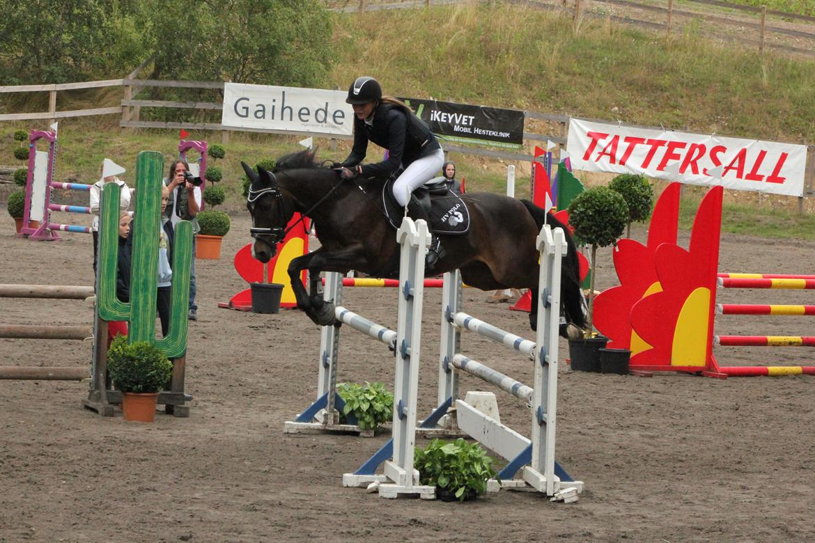 DSP Sebastian B-pony  billede 15