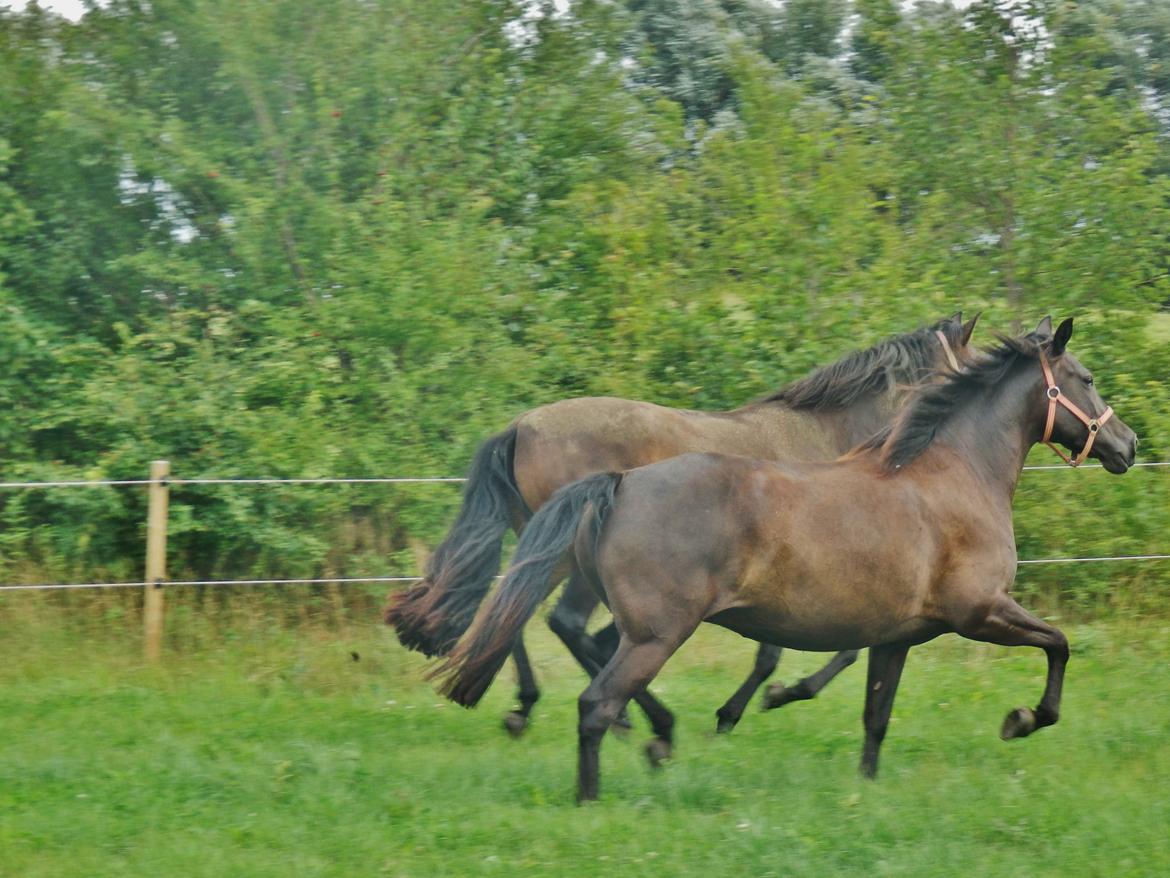Pura Raza Española Stald Skou Desbocada YC SOLGT billede 43