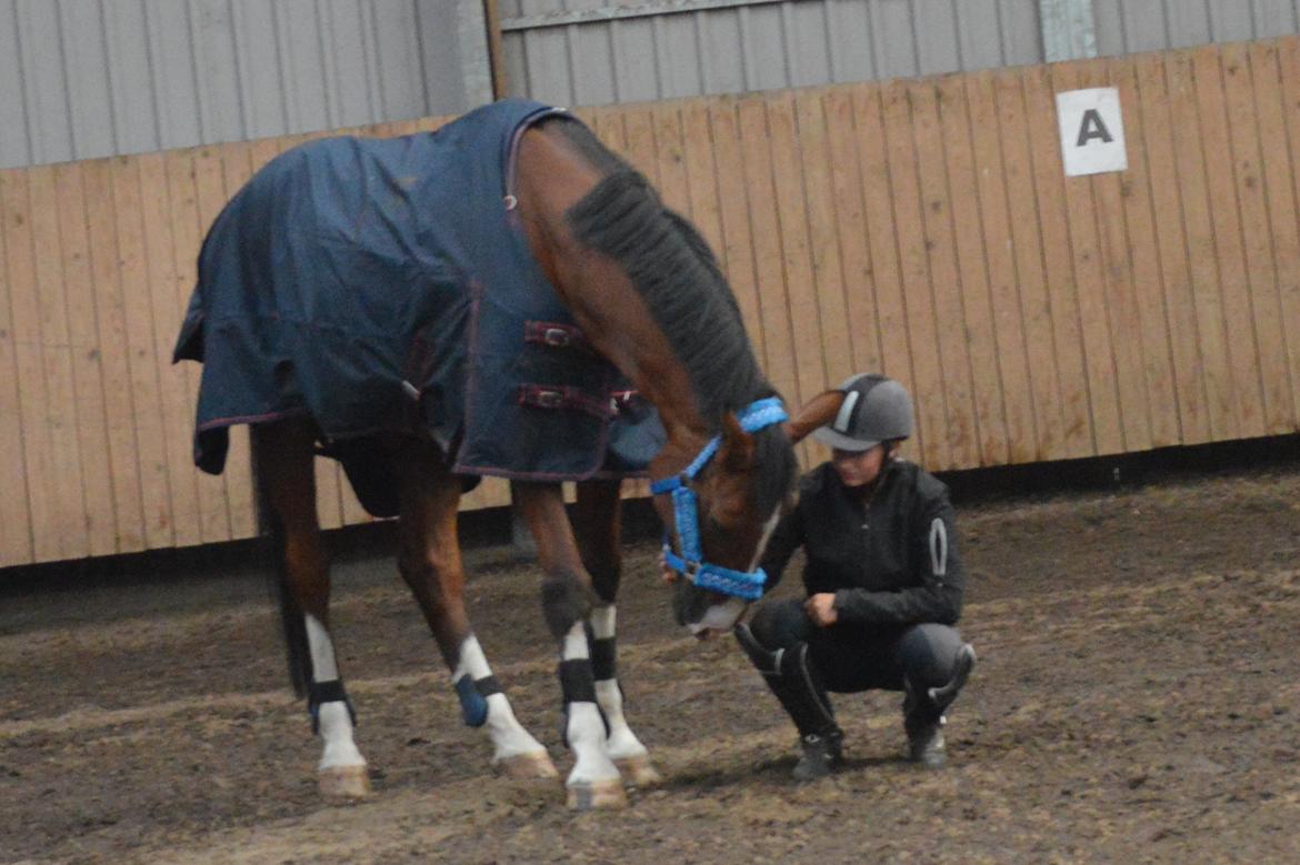 Holstener Contino billede 3