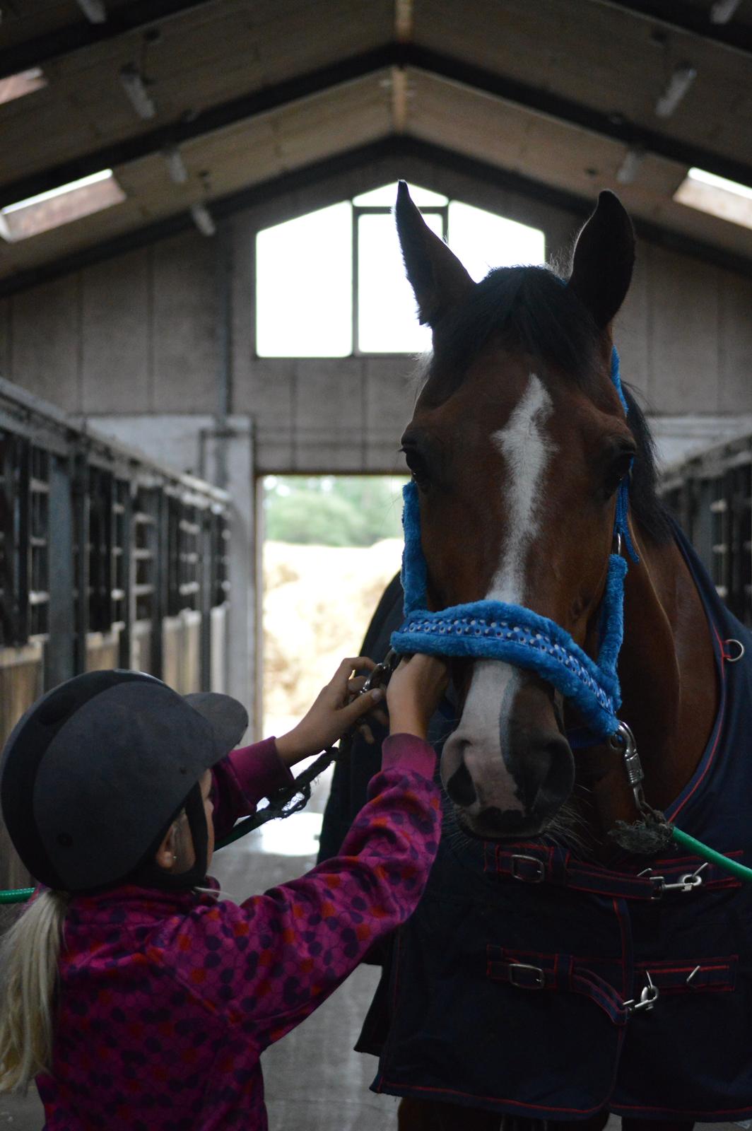 Holstener Contino billede 5