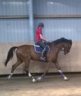 Holstener Contino billede 6