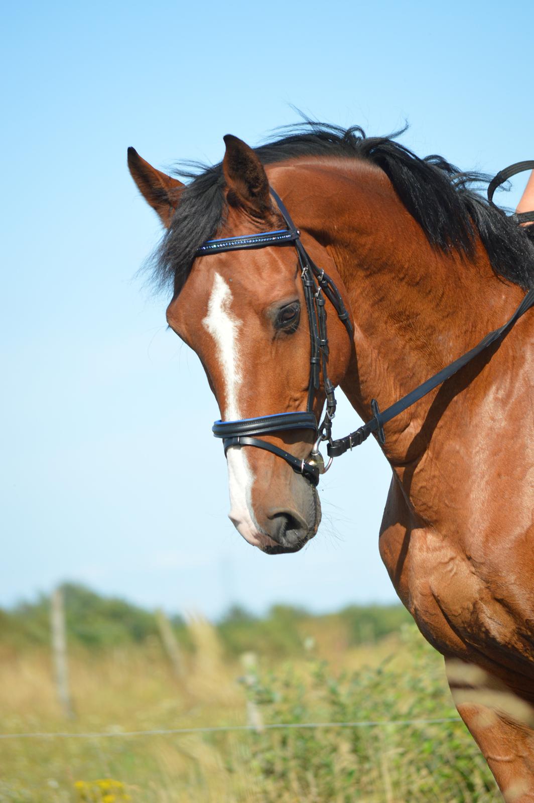 Holstener Contino billede 11