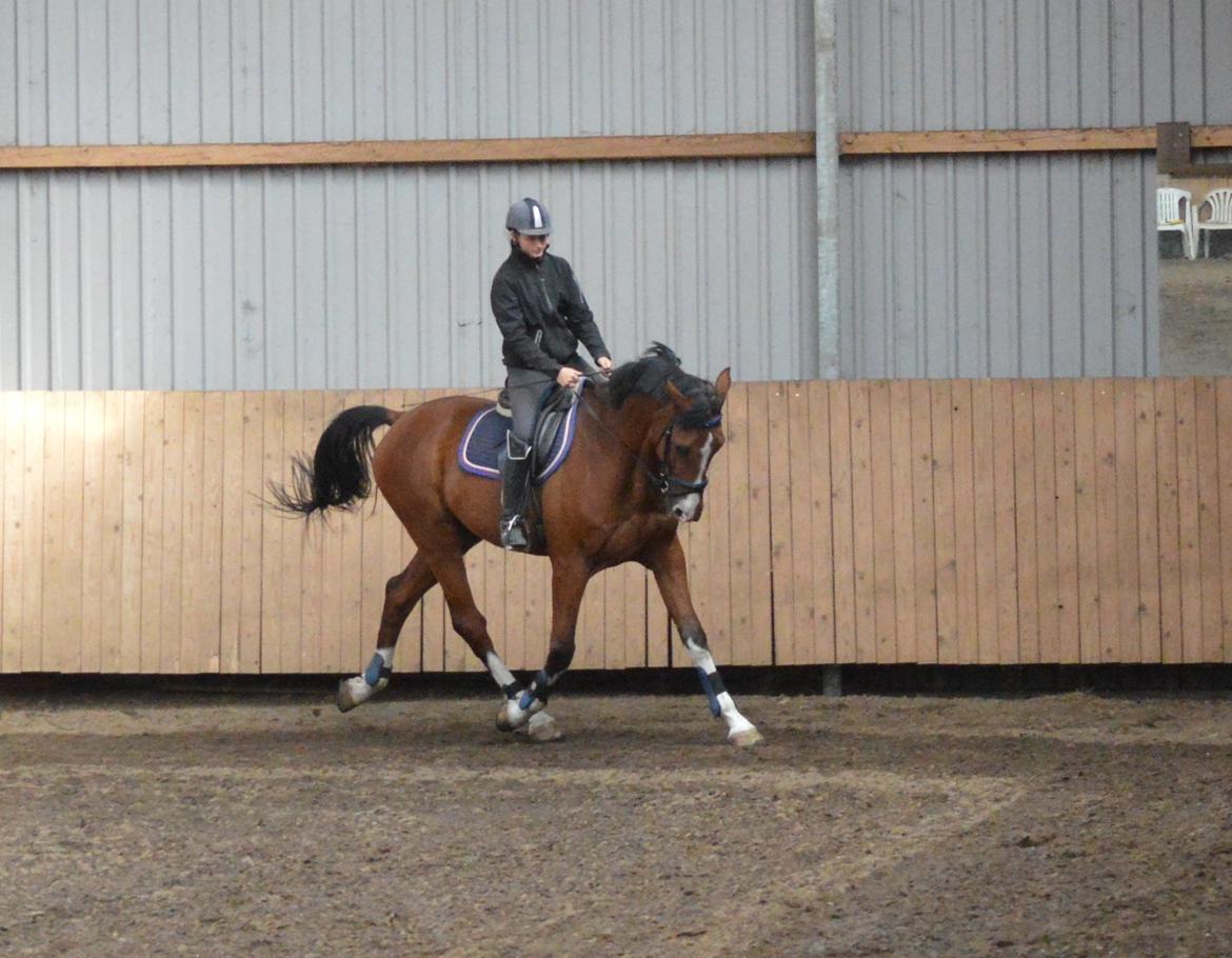 Holstener Contino billede 14