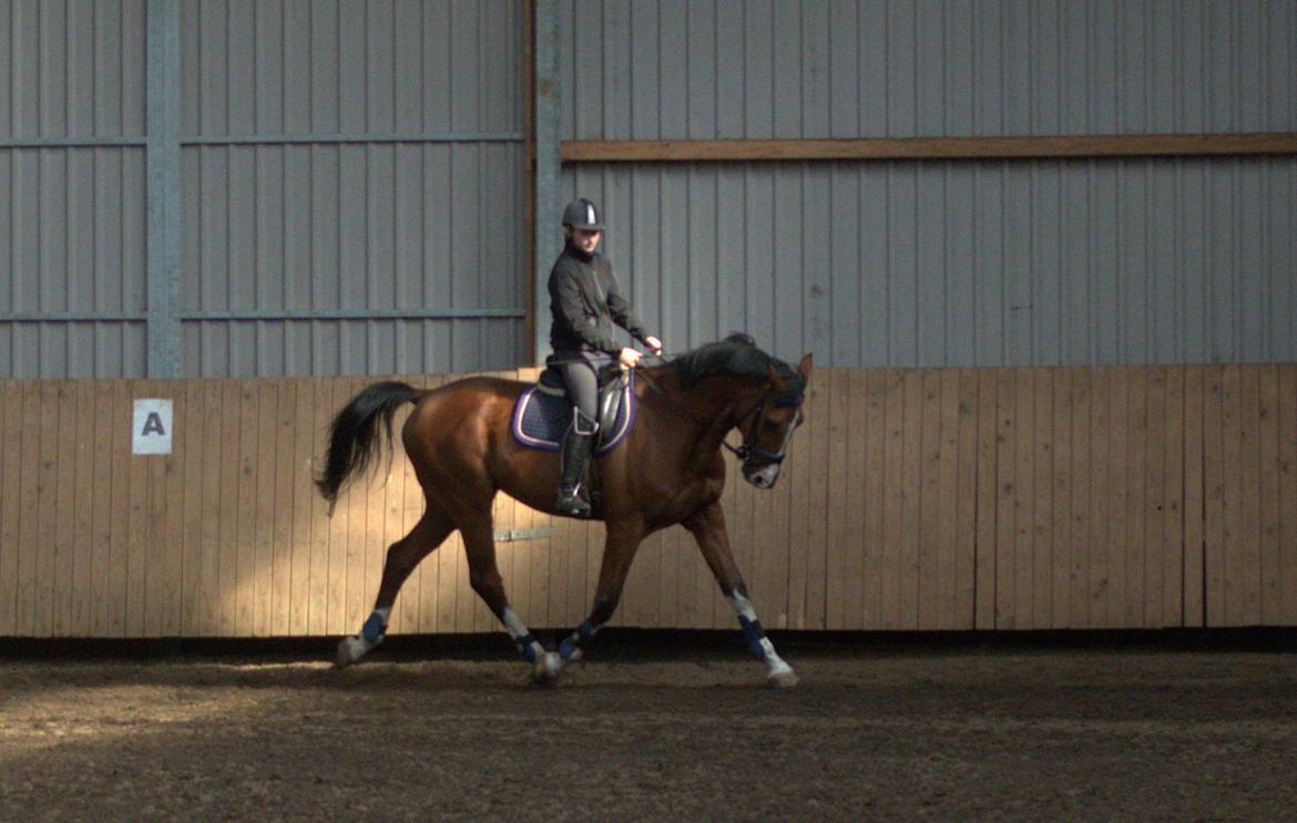 Holstener Contino billede 13