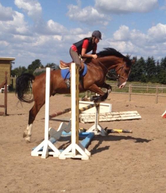 Holstener Contino billede 7