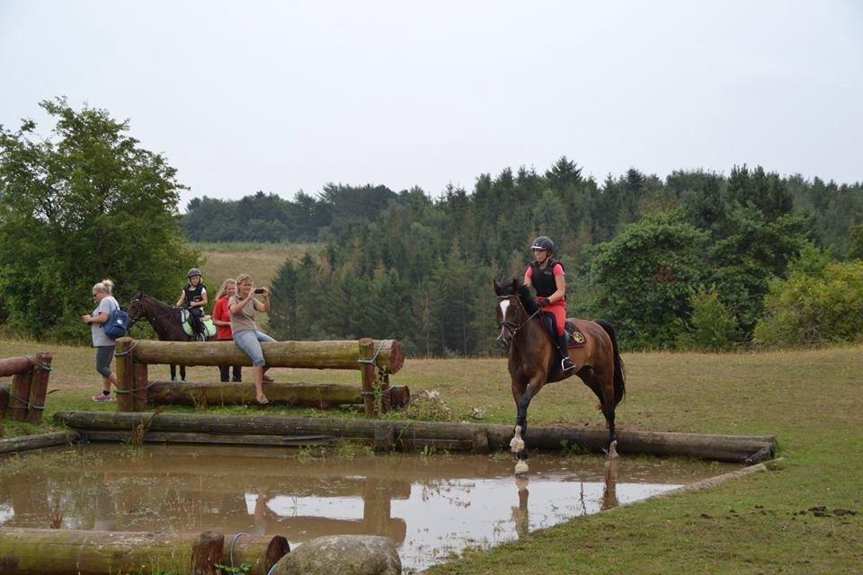 Dansk Varmblod Kildebo's Heartcon billede 19