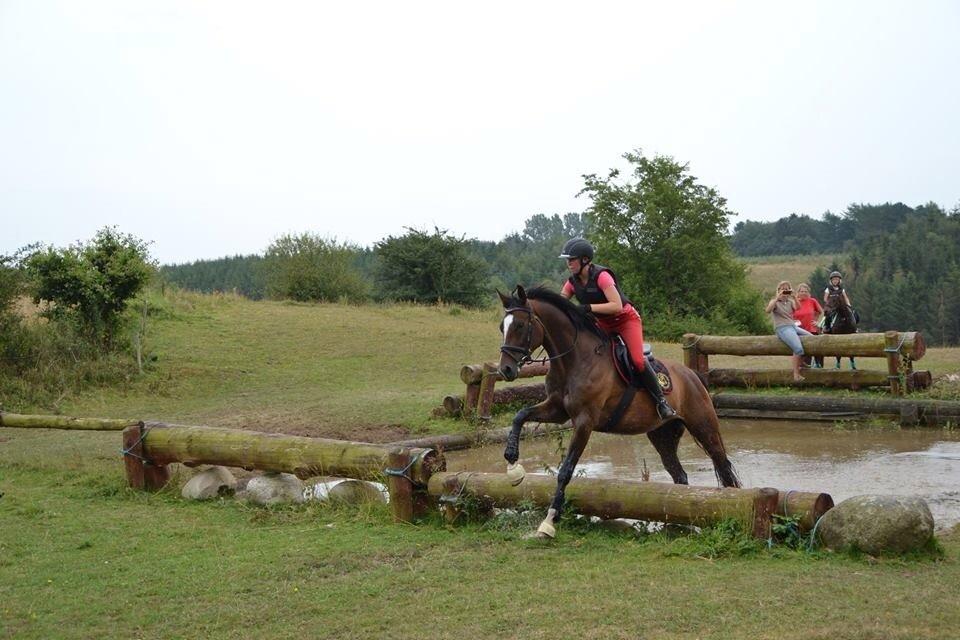 Dansk Varmblod Kildebo's Heartcon billede 6