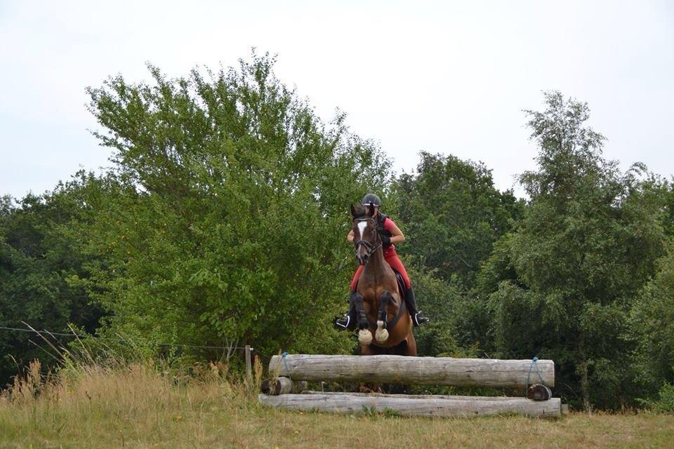 Dansk Varmblod Kildebo's Heartcon billede 24