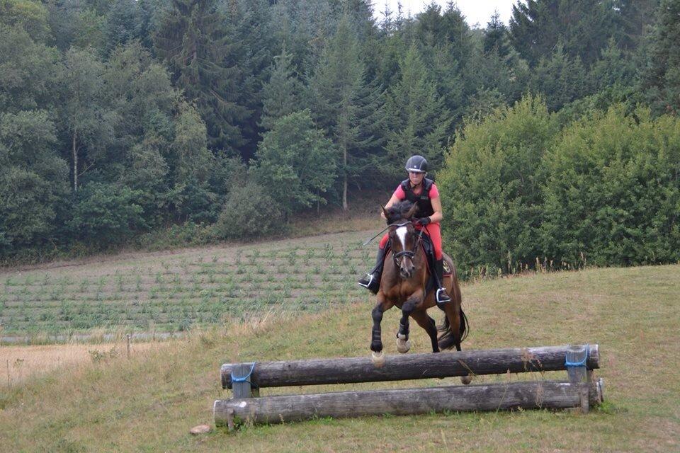 Dansk Varmblod Kildebo's Heartcon billede 27