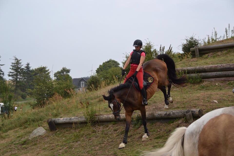 Dansk Varmblod Kildebo's Heartcon billede 41