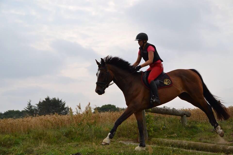 Dansk Varmblod Kildebo's Heartcon billede 31