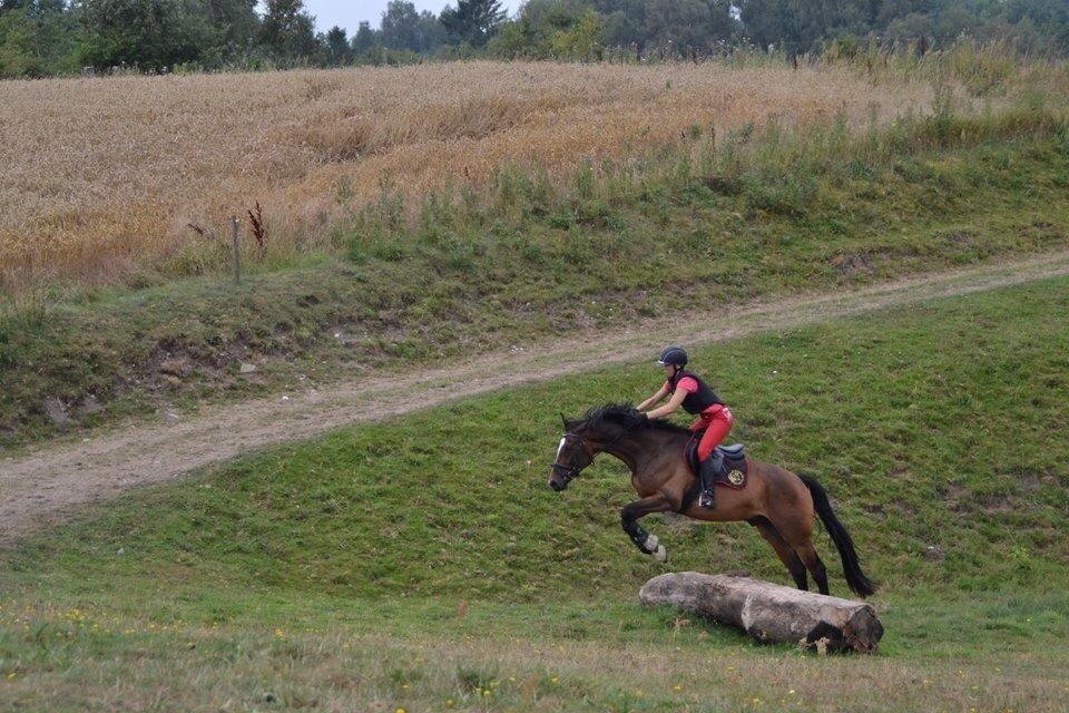 Dansk Varmblod Kildebo's Heartcon billede 34