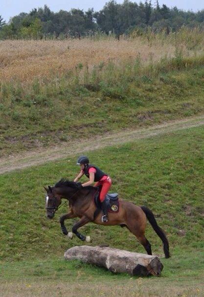 Dansk Varmblod Kildebo's Heartcon billede 39