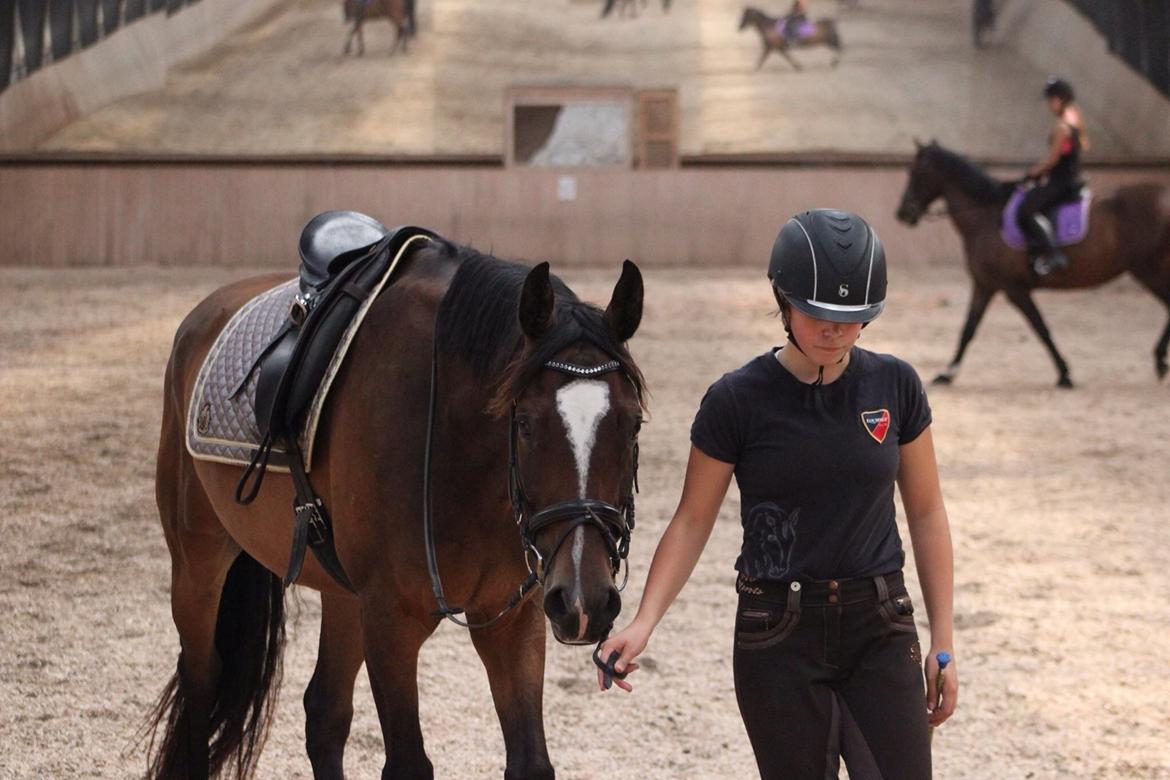 Dansk Varmblod Kildebo's Heartcon billede 36