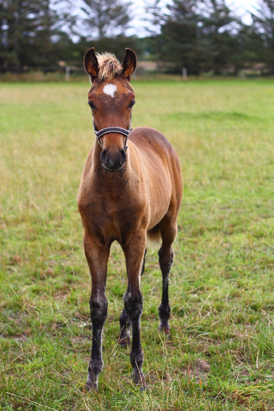 New Forest Calandias Avatar billede 11