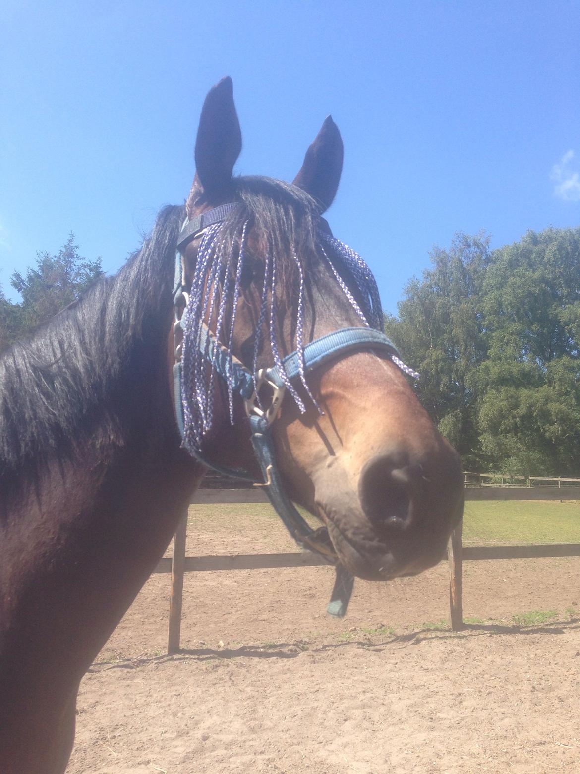 Dansk Varmblod Rush it billede 27