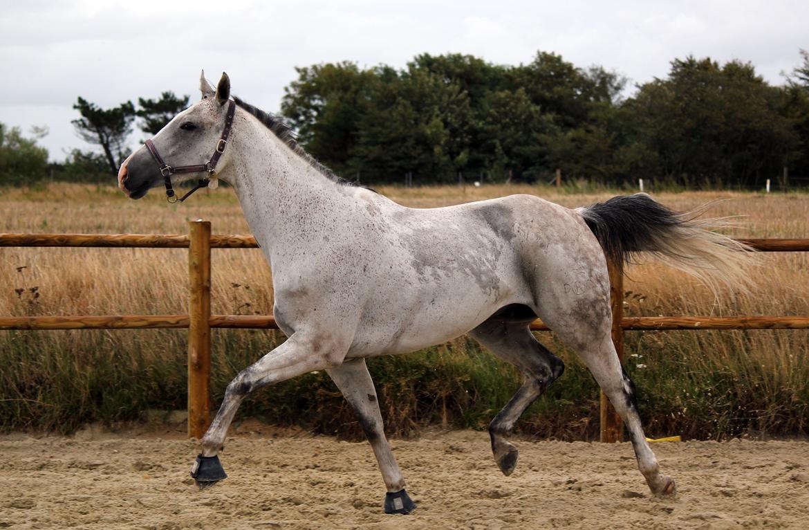 Holstener Fruerholm's Adonis *For Evigt Elsket <3* - Don fri på banen :) billede 20