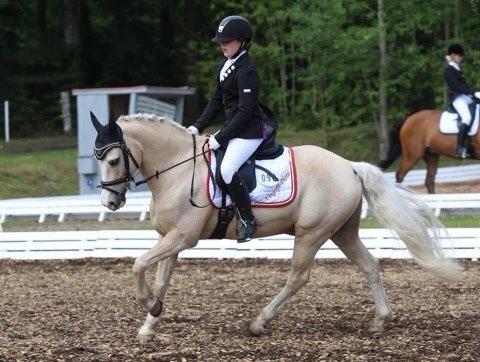 Welsh Pony af Cob-type (sec C) Rosengårdens nathowra billede 7