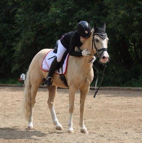 Welsh Pony af Cob-type (sec C) Rosengårdens nathowra billede 10