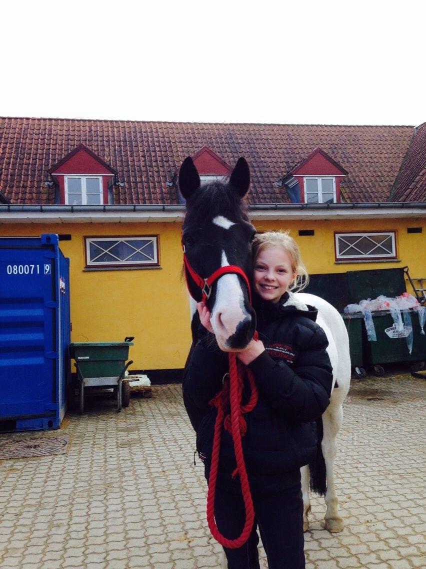 Hollandsk Sportspony Tarzan billede 2